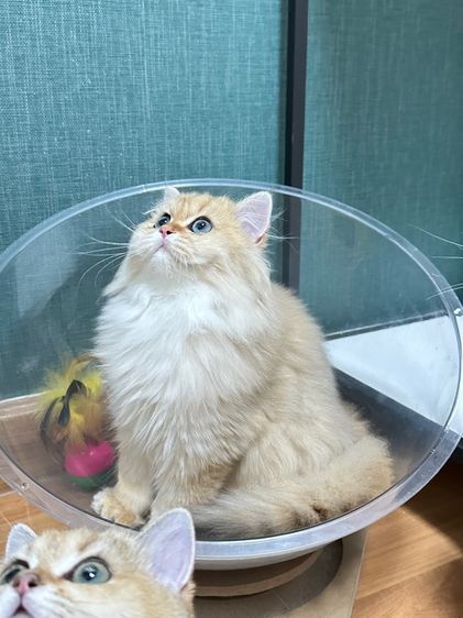 บริติชแท้ รูปที่ 2