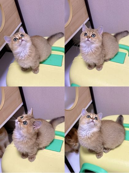 บริติชแท้ รูปที่ 8