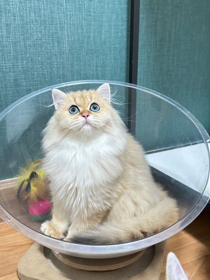 บริติชแท้ รูปที่ 3