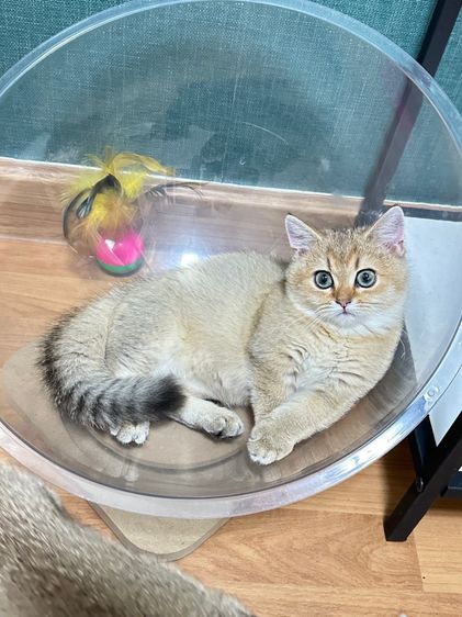 บริติชแท้ รูปที่ 6