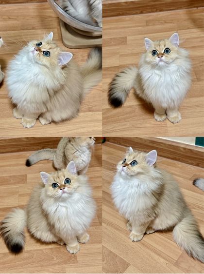 บริติชแท้ รูปที่ 4