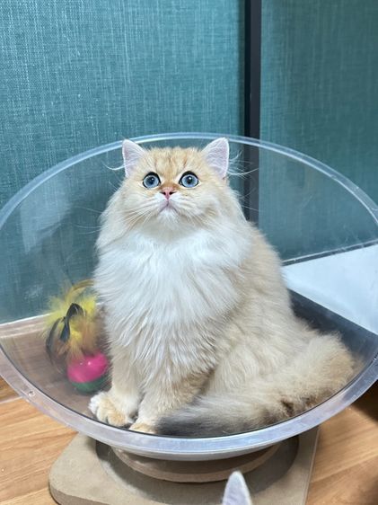 บริติชแท้