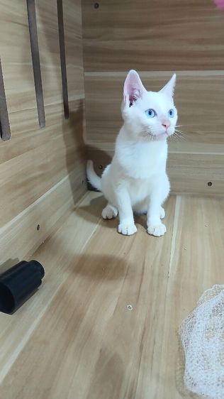 แมวขาวมณีตาสีฟ้า เพศเมีย วัคซีนแล้ว1เข็มก่อนย้ายตรวจหัดแมวฟรีรับประกันเอดส์แมวกับรูคีเมียคะ