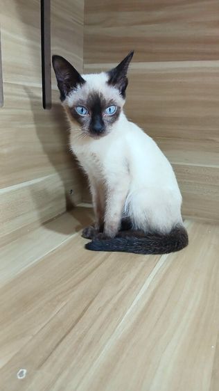 แมววิเชียรมาศ เพศเมีย วัคซีนแล้ว1เข็มก่อนย้ายตรวจหัดแมวฟรีรับประกันเอดส์แมวกับรูคีเมียคะ