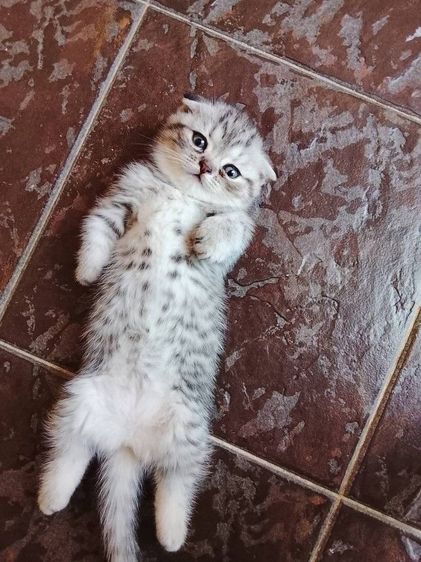 แมว มันช์กิ้น เด็กหญิง   ขาสั้น  หูพับ 