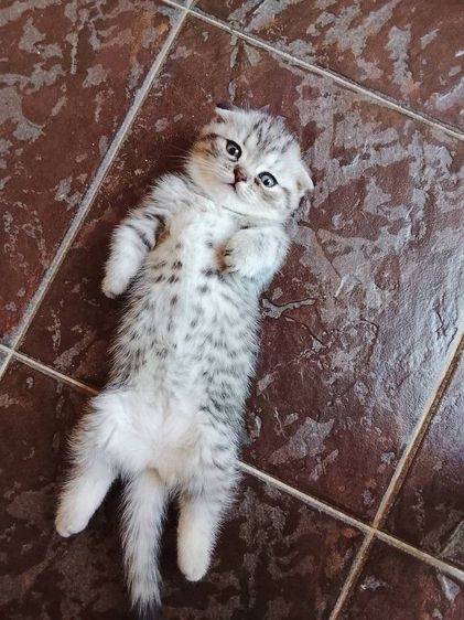 แมว มันช์กิ้น เด็กหญิง   ขาสั้น  หูพับ  รูปที่ 6