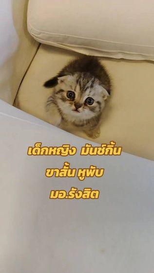 แมว มันช์กิ้น เด็กหญิง   ขาสั้น  หูพับ  รูปที่ 4