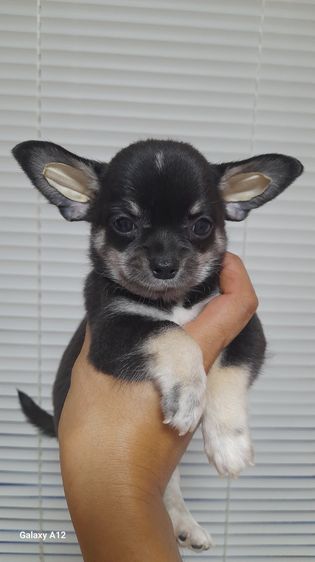 ชิวาว่า รูปที่ 2