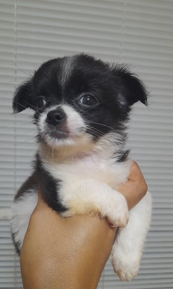 ชิวาว่า รูปที่ 11