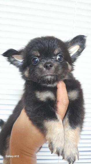 ชิวาว่า รูปที่ 5