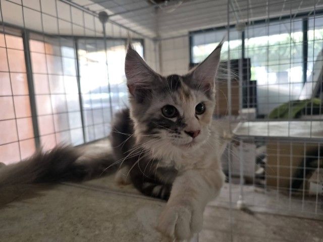 เมนคูนแท้เพศเมีย รูปที่ 3