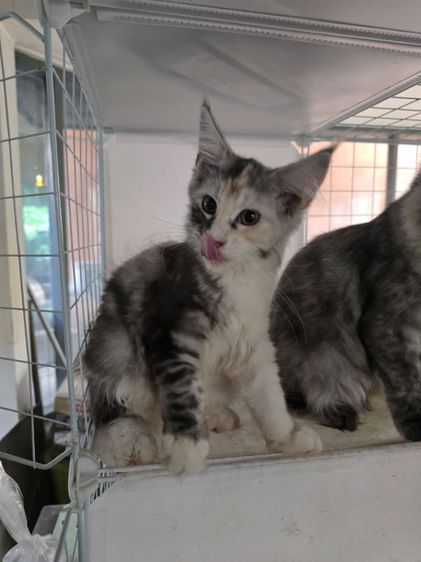 เมนคูนแท้เพศเมีย รูปที่ 4