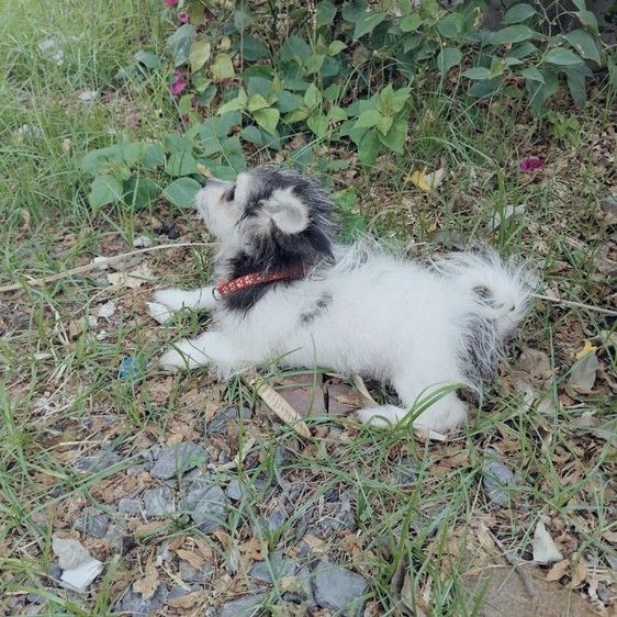 ลูกหมาชิสุผสมชิวาว่า รูปที่ 3