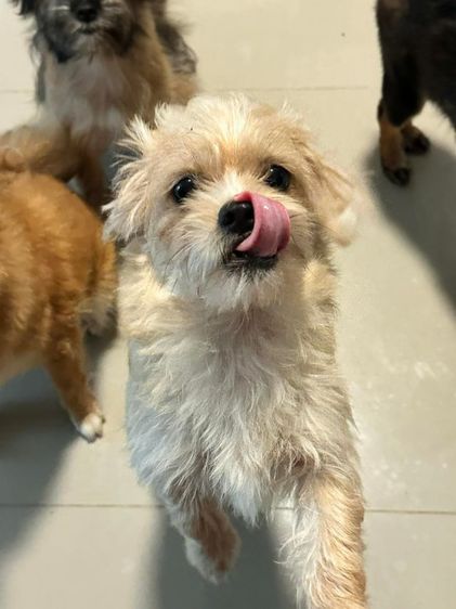 ชื่อลาเต้พันธ์เล็ก หาบ้าน