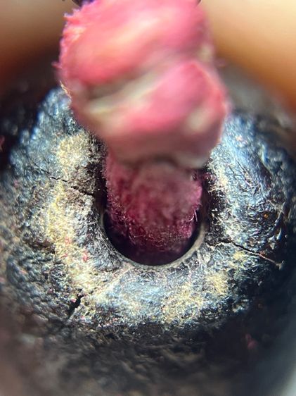 ตะกรุดพอกคลั่งไม่ทราบที่ (มีสินค้าหลายรายการกดเข้ามาดูในโปรไฟล์ได้เลยครับ)