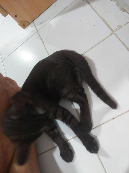 หาบ้านให้น้องฟรีครับ