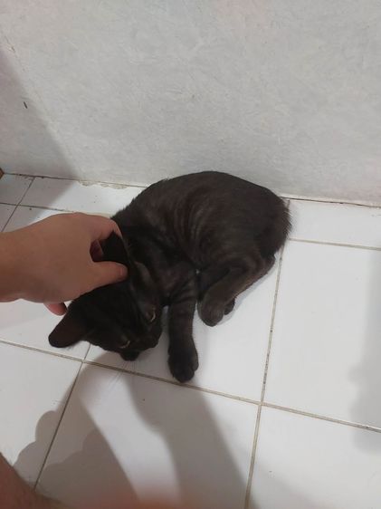 หาบ้านให้น้องฟรีครับ รูปที่ 4