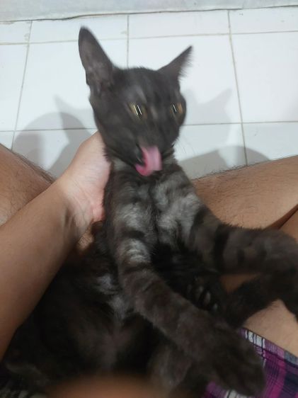 หาบ้านให้น้องฟรีครับ รูปที่ 3