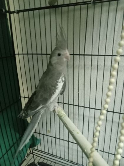 ค๊อกคาเทลร้องเพลง รูปที่ 2