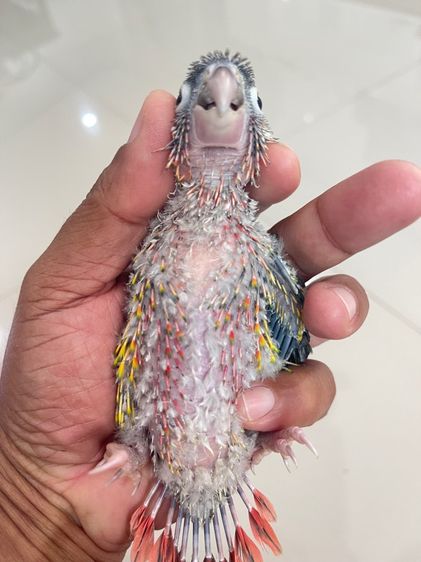 ลูกป้อนกรีนชีคเยลโล่ไซค์ รูปที่ 6