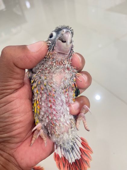 ลูกป้อนกรีนชีคเยลโล่ไซค์ รูปที่ 7