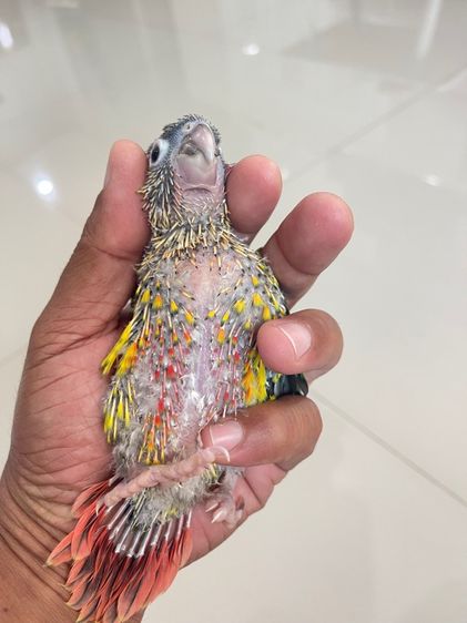 ลูกป้อนกรีนชีคเยลโล่ไซค์ รูปที่ 3