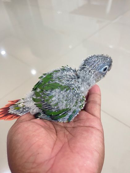 ลูกป้อนกรีนชีคเยลโล่ไซค์ รูปที่ 5