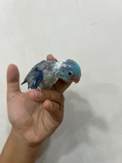 ฟอพัส พายโคบอลต์ รูปที่ 5