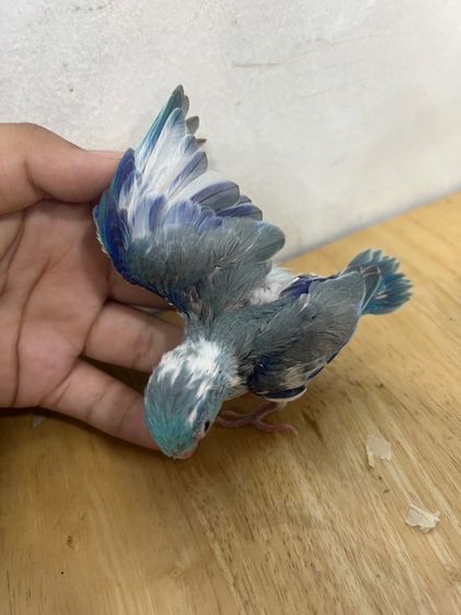 ฟอพัส พายโคบอลต์ รูปที่ 3