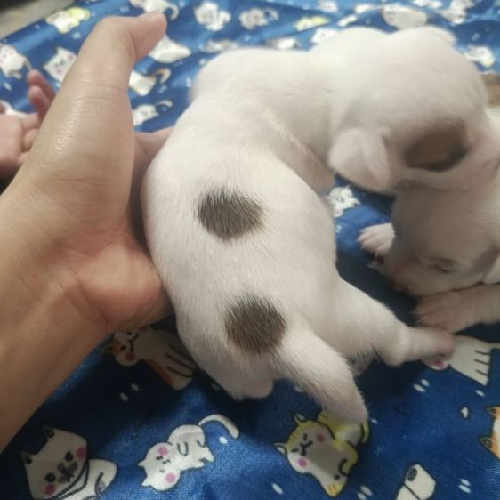 แจ็ครัสเซลล์ รูปที่ 14