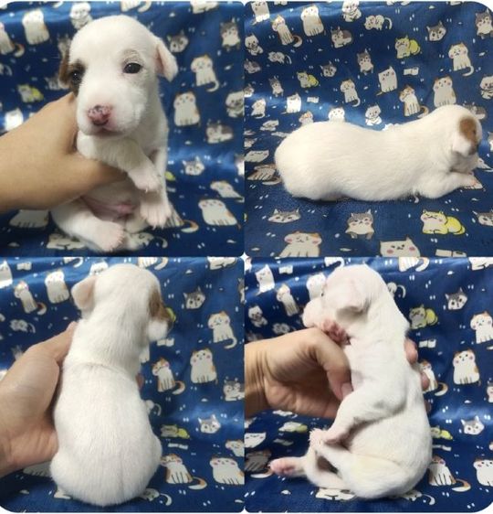 แจ็ครัสเซลล์ รูปที่ 2