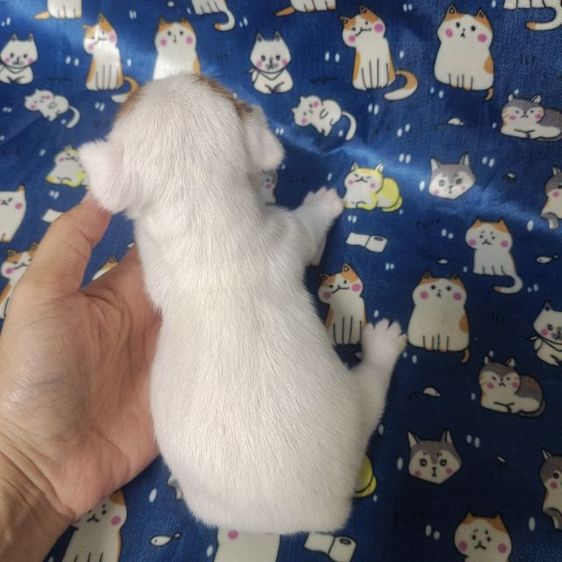 แจ็ครัสเซลล์ รูปที่ 11