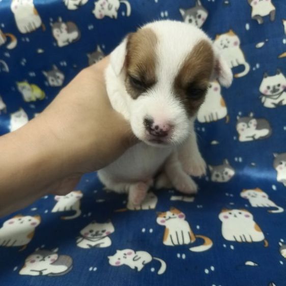 แจ็ครัสเซลล์ รูปที่ 9