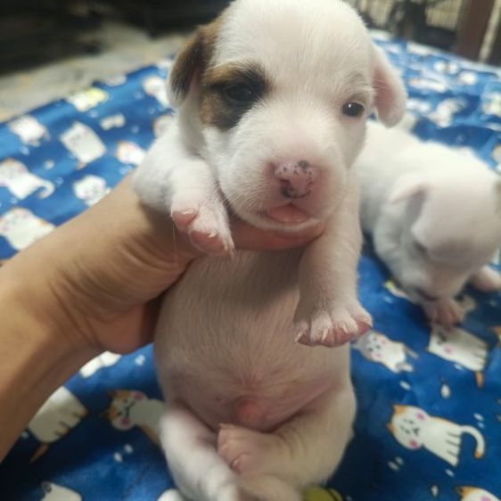 แจ็ครัสเซลล์ รูปที่ 18