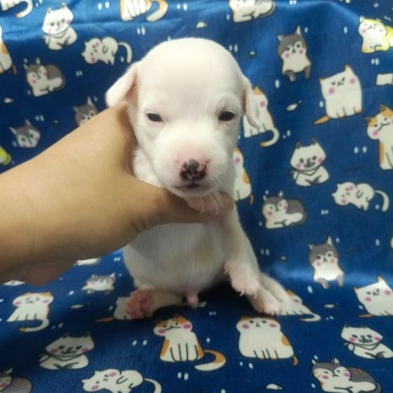 แจ็ครัสเซลล์ รูปที่ 3