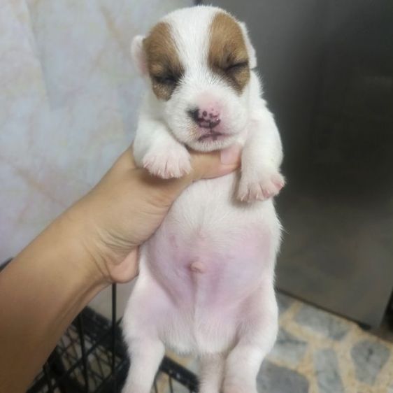 แจ็ครัสเซลล์ รูปที่ 13