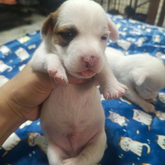 แจ็ครัสเซลล์ รูปที่ 17