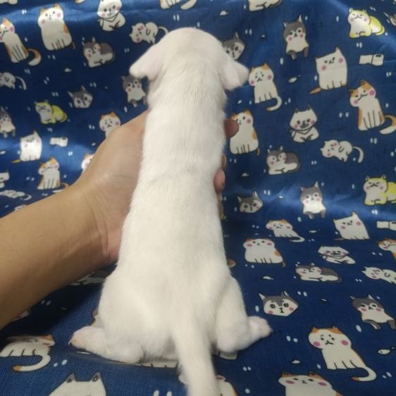 แจ็ครัสเซลล์ รูปที่ 5