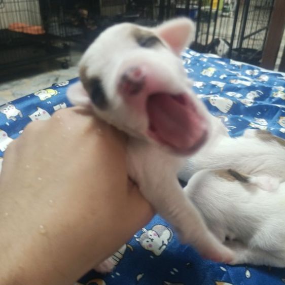 แจ็ครัสเซลล์ รูปที่ 16