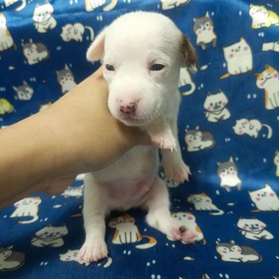 แจ็ครัสเซลล์ รูปที่ 4