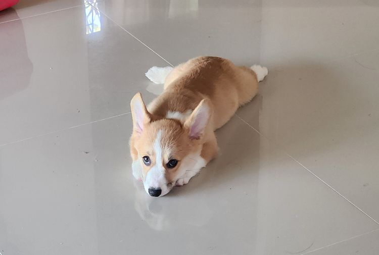 สุนัข รูปที่ 2