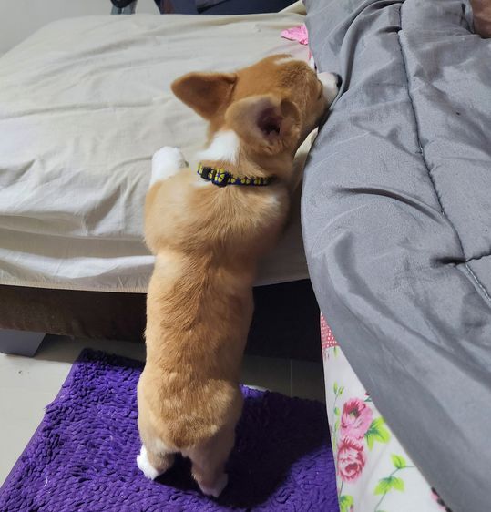 สุนัข รูปที่ 8