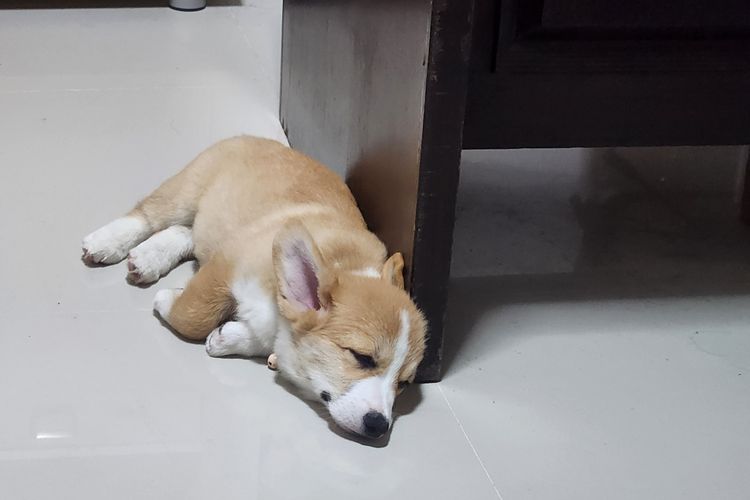 สุนัข รูปที่ 5