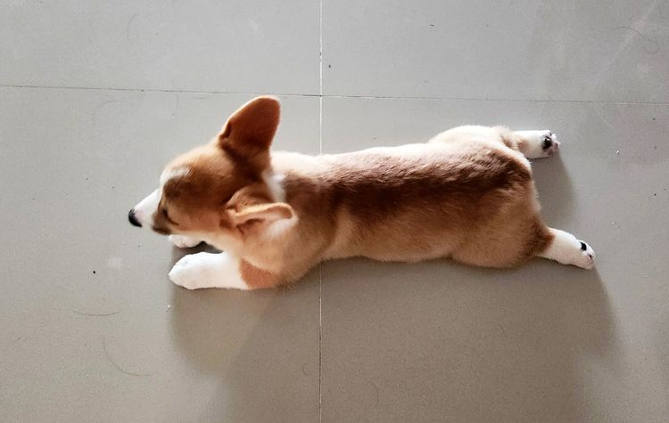 สุนัข รูปที่ 3