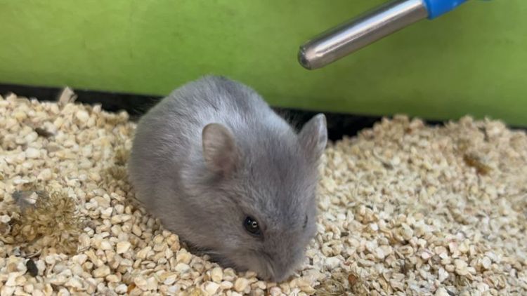 แฮมเตอร์ แคมเบล รูปที่ 4