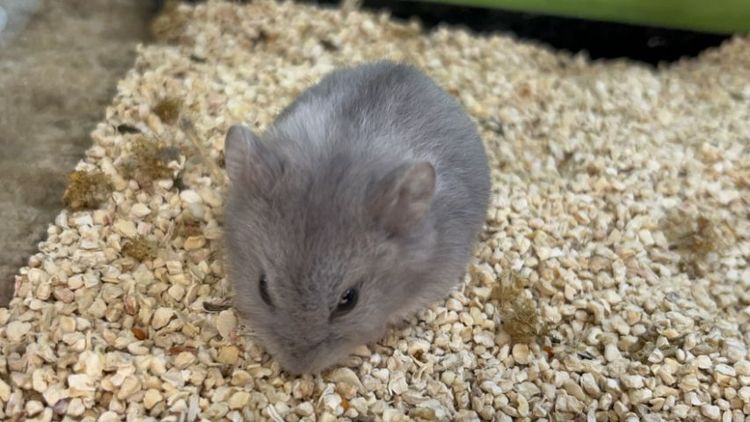 แฮมเตอร์ แคมเบล รูปที่ 2