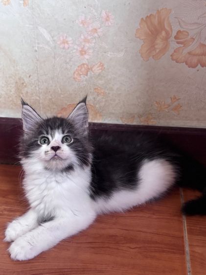 ลูกแมวเมนคูนแท้เพศหญิง  รูปที่ 4