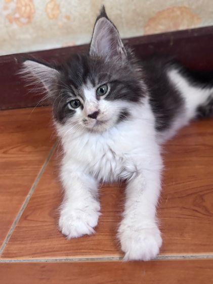 ลูกแมวเมนคูนแท้เพศหญิง  รูปที่ 6