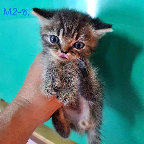 หาบ้านให้ หลานๆ ลูกผสม บริติช +สก๊อตติส โฟลด์ แท้  รูปที่ 3