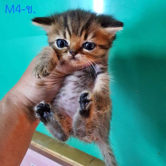 หาบ้านให้ หลานๆ ลูกผสม บริติช +สก๊อตติส โฟลด์ แท้  รูปที่ 5